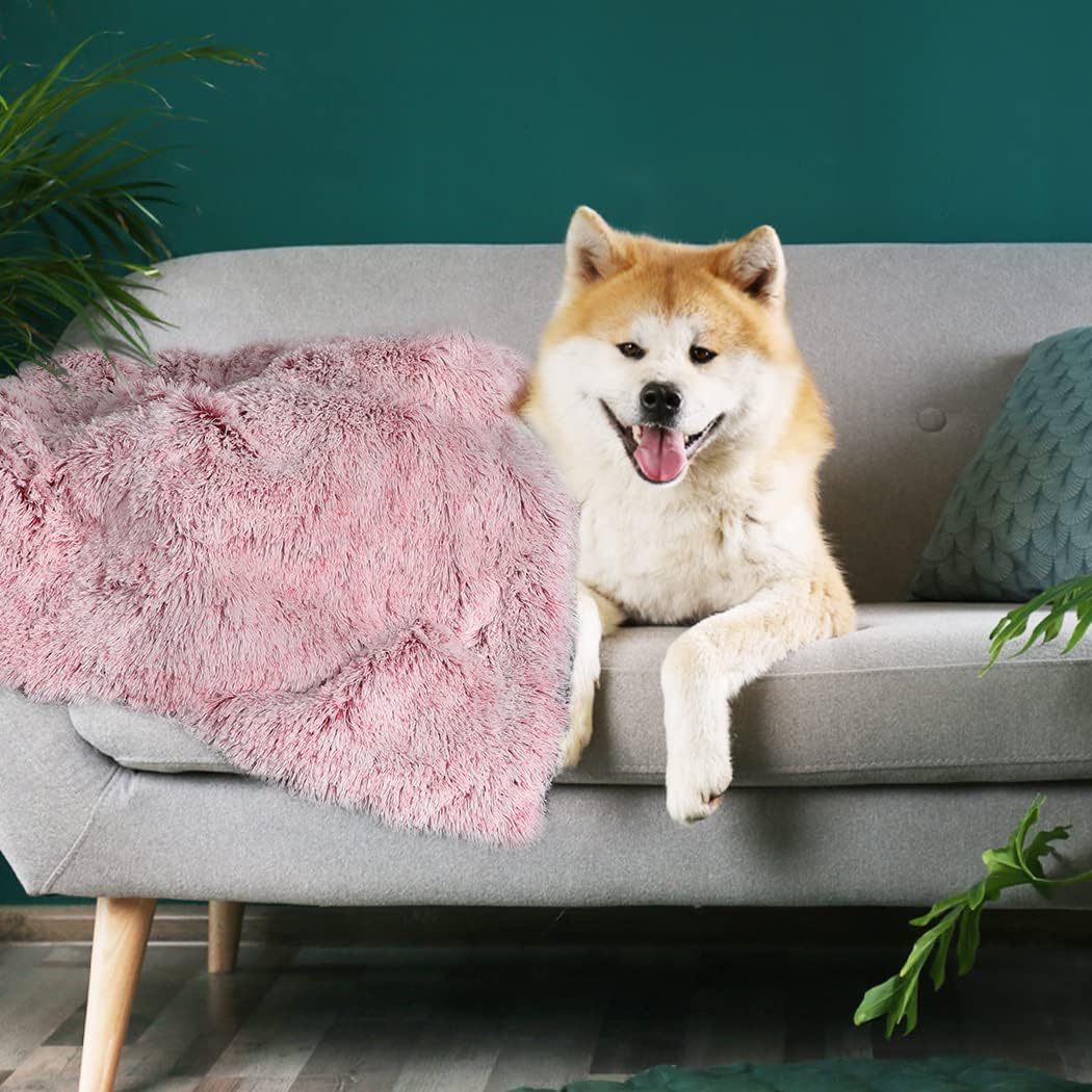 Dog lying on a gray sofa with a pink blanket and green plants in the background at Pet Servo