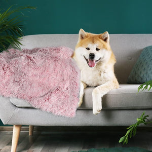 Dog lying on a gray sofa with a pink blanket and green plants in the background at Pet Servo