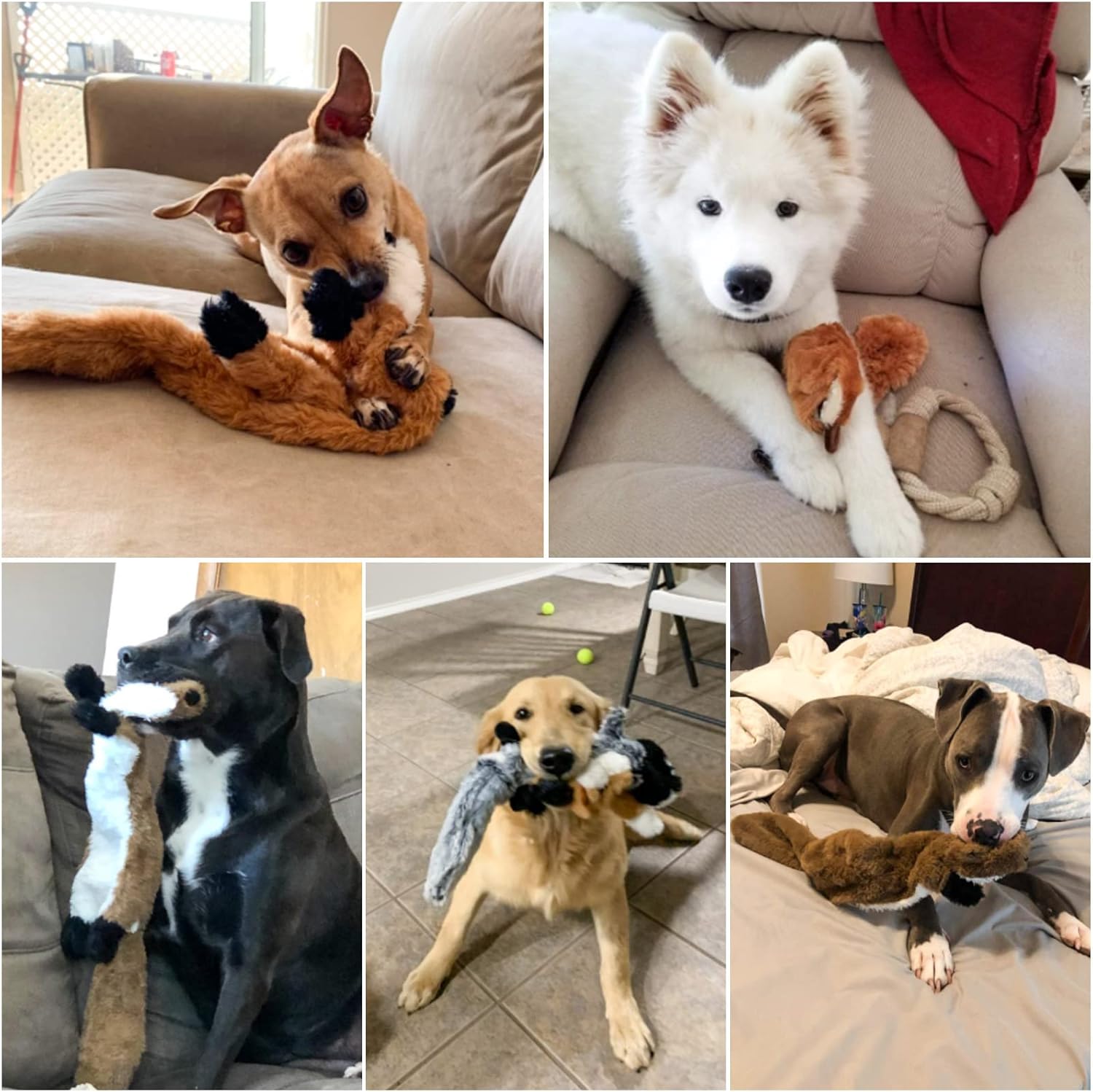 Collage of dogs playing with various toys on a couch and floor at Pet Servo