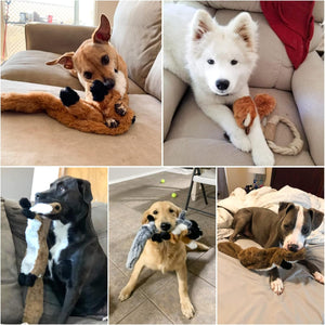 Collage of dogs playing with various toys on a couch and floor at Pet Servo