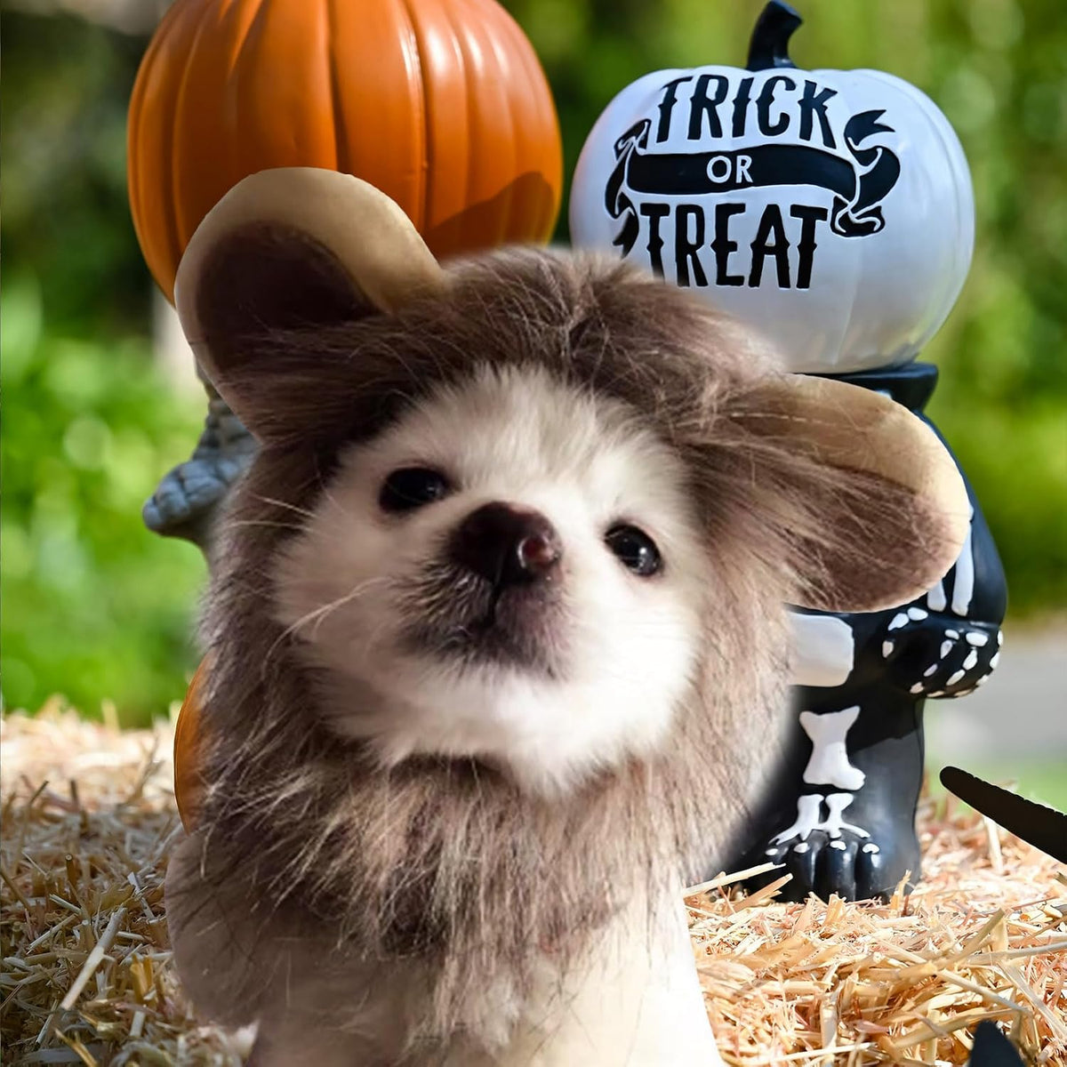 Dog in Halloween costume with pumpkins in a grassy area at Pet Servo