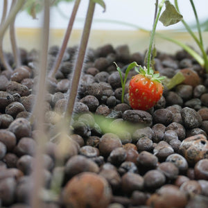 Small strawberry growing in pebbles with a blurred background at Pet Servo