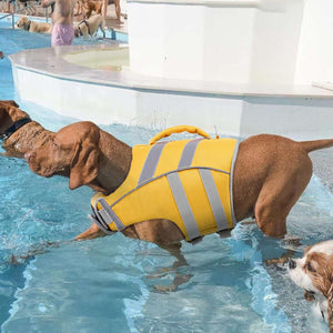 Dog wearing a yellow life jacket in a pool with other dogs and people in the background at Pet Servo