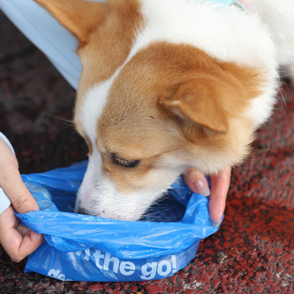 Dog interacting with a blue bag labeled 'the go!' on a red surface at Pet Servo