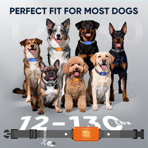 Group of dogs wearing collars with a size label indicating 12-13 pounds on a gray background at Pet Servo