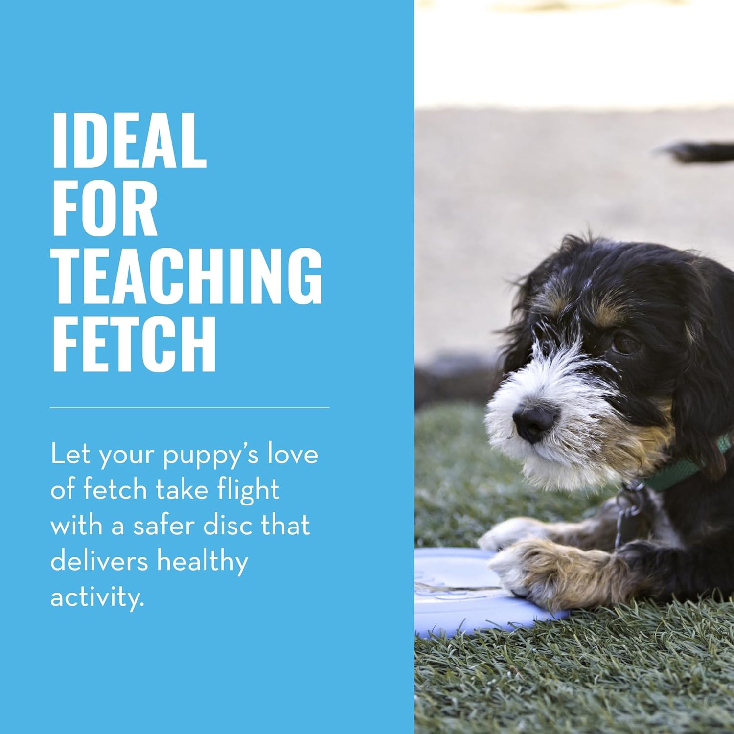 Dog lying on grass with text about teaching fetch using a safer disc at Pet Servo