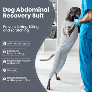Dog wearing an abdominal recovery suit with a veterinarian in a clinical setting.