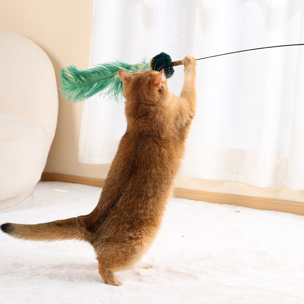 An orange cat stands on its hind legs, reaching up with its paws to play with a wand toy featuring a green feather and black handle in a bright room with white curtains at Pet Servo