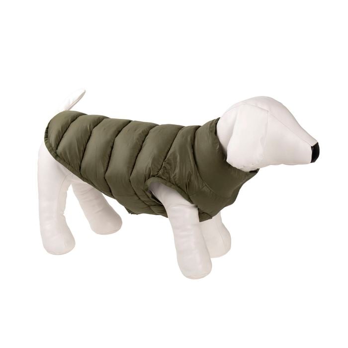 Dog wearing a green coat on a white background