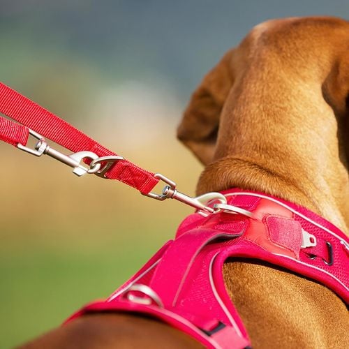 Curli - 200 x 2cm Large Black Dog Nylon Adjustable Leash - petservo