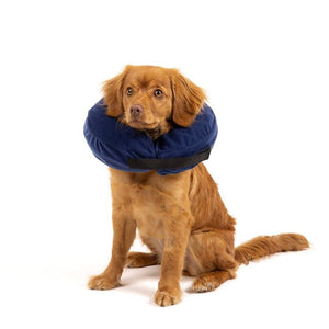 Dog wearing a blue neck cone on a white background