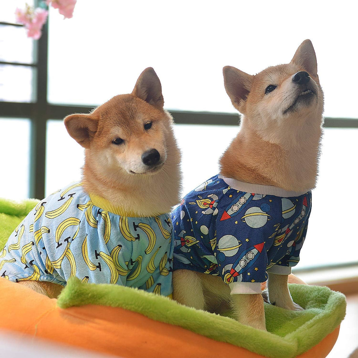 Two Shiba Inu dogs wearing matching patterned pet shirts, sitting on an orange and green blanket in front of a bright window at Pet Servo
