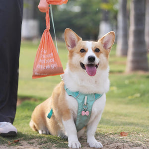 Corgi dog wearing a teal harness with a pink bow, sitting on grass with an orange bag in the background at Pet Servo