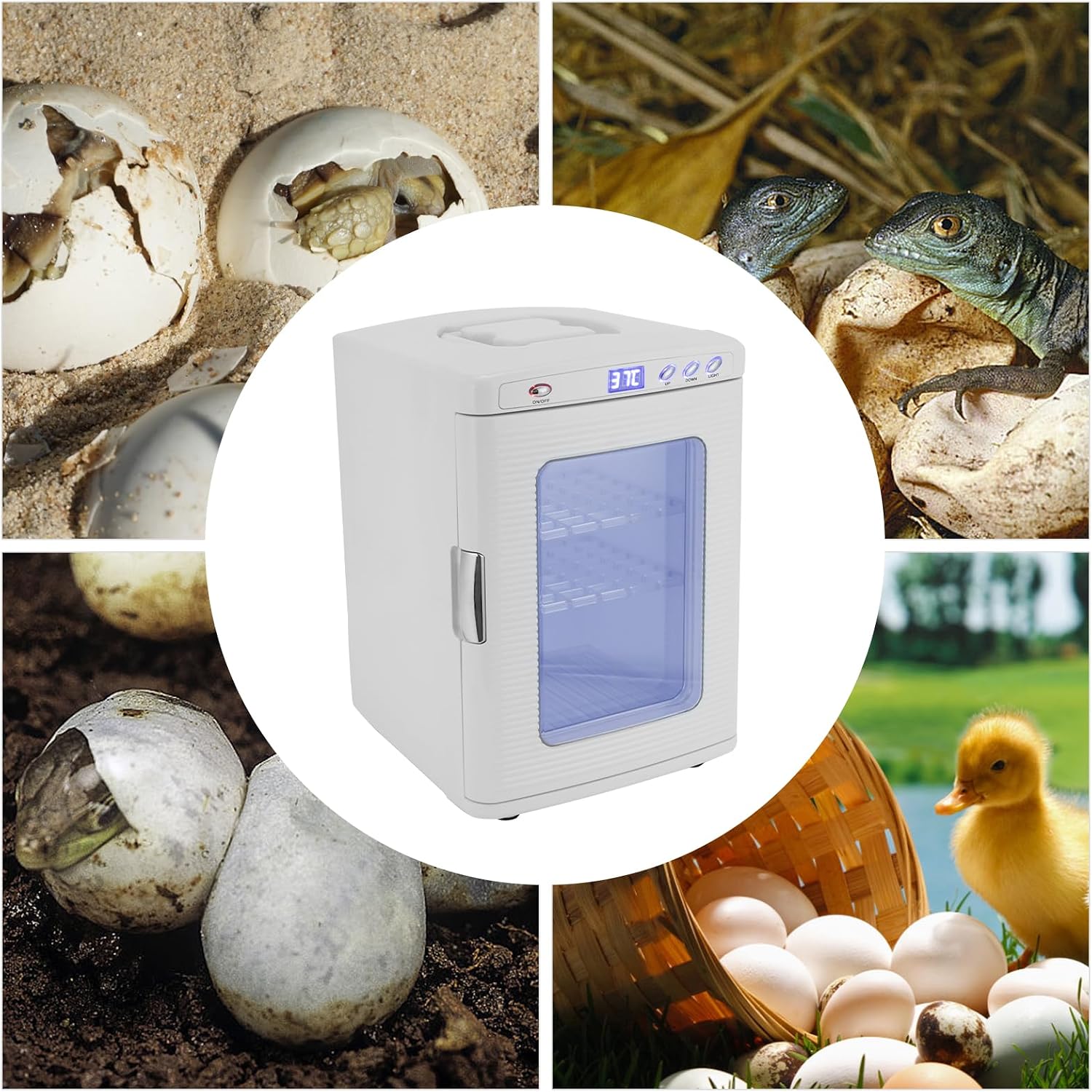 A collage showing a white egg incubator with a blue-tinted door window in the center, surrounded by four photos of eggs, hatchlings, reptiles, and a duckling.