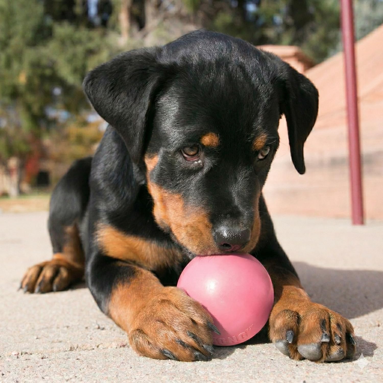A black and tan Rottweiler puppy lying on concrete outdoors, holding a pink ball in its paws at Pet Servo