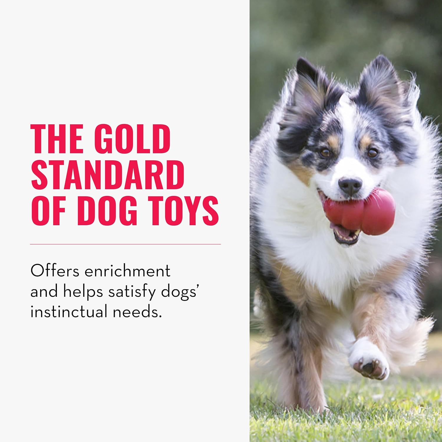 Dog running with a red ball, text about dog toys on the left at Pet Servo