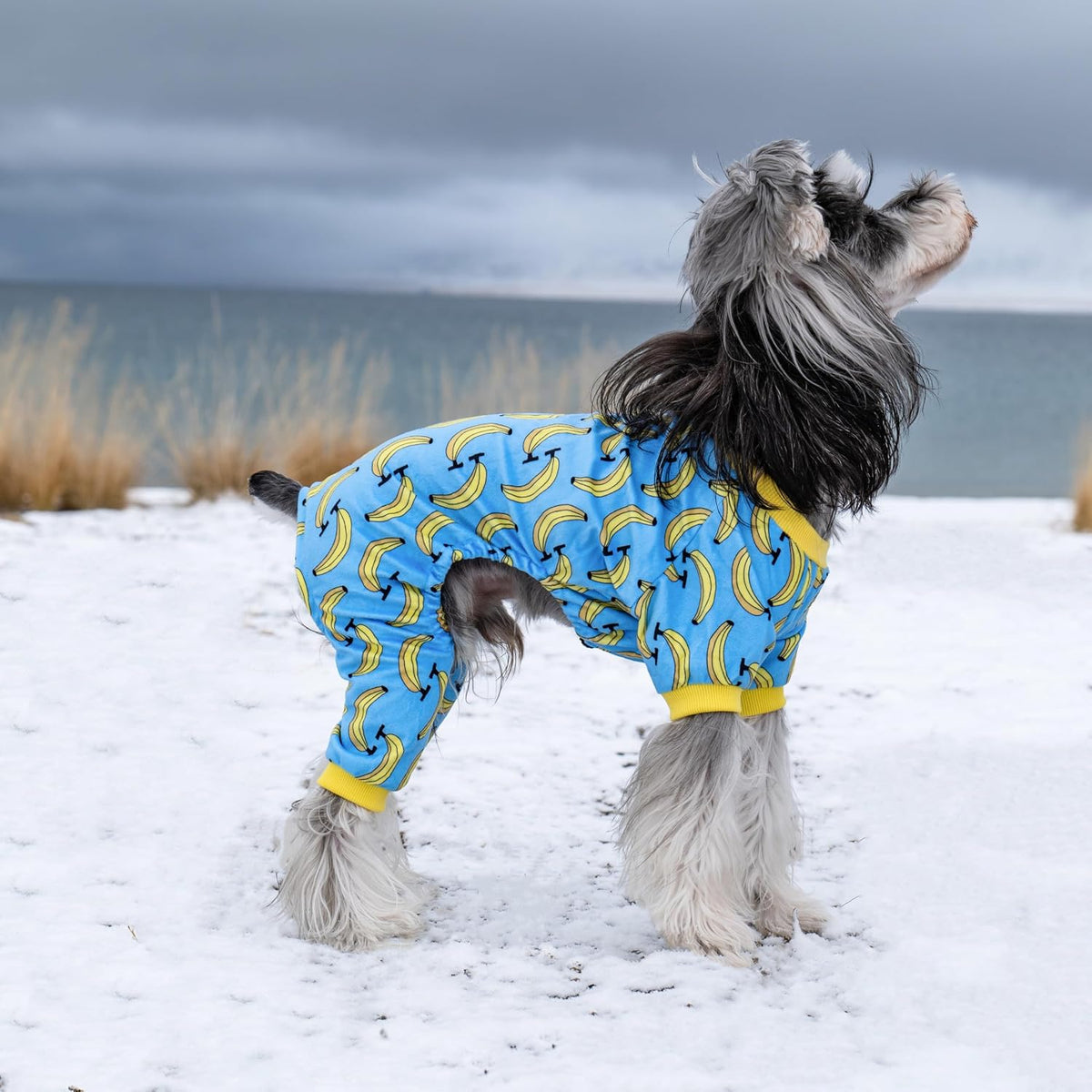 Dog wearing a blue pajama with banana pattern on a snowy beach at Pet Servo