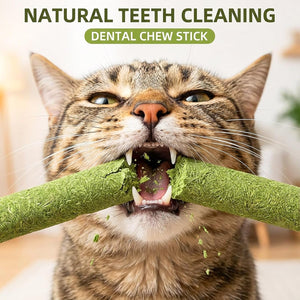 Cat chewing on a green dental chew stick with text 'Natural Teeth Cleaning' and 'Dental Chew Stick' at Pet Servo