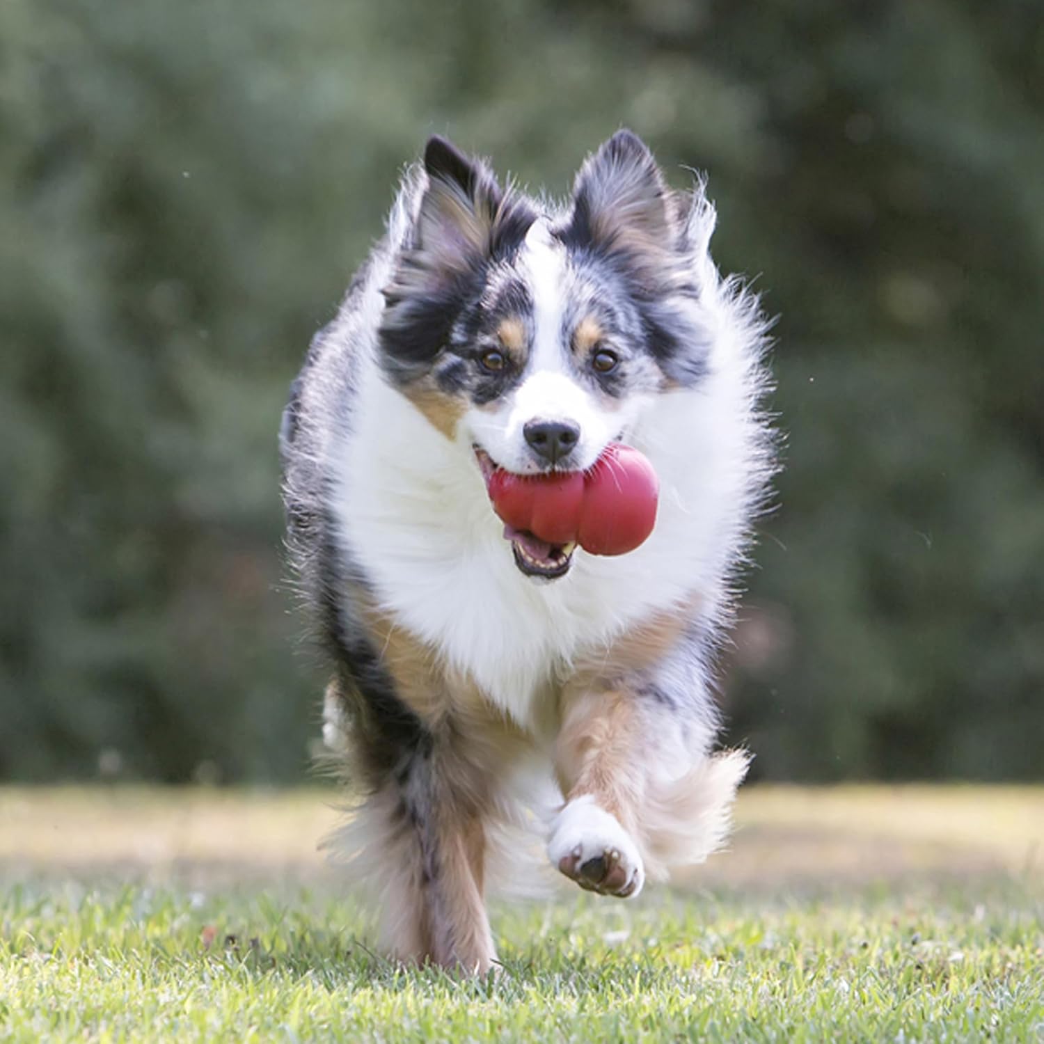 Dog running on grass with a red ball in its mouth at Pet Servo