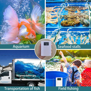 Collage of images showing aquarium, seafood stalls, transportation of fish, and field fishing at Pet Servo