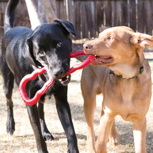 Two dogs playing with a red toy outdoors at Pet Servo
