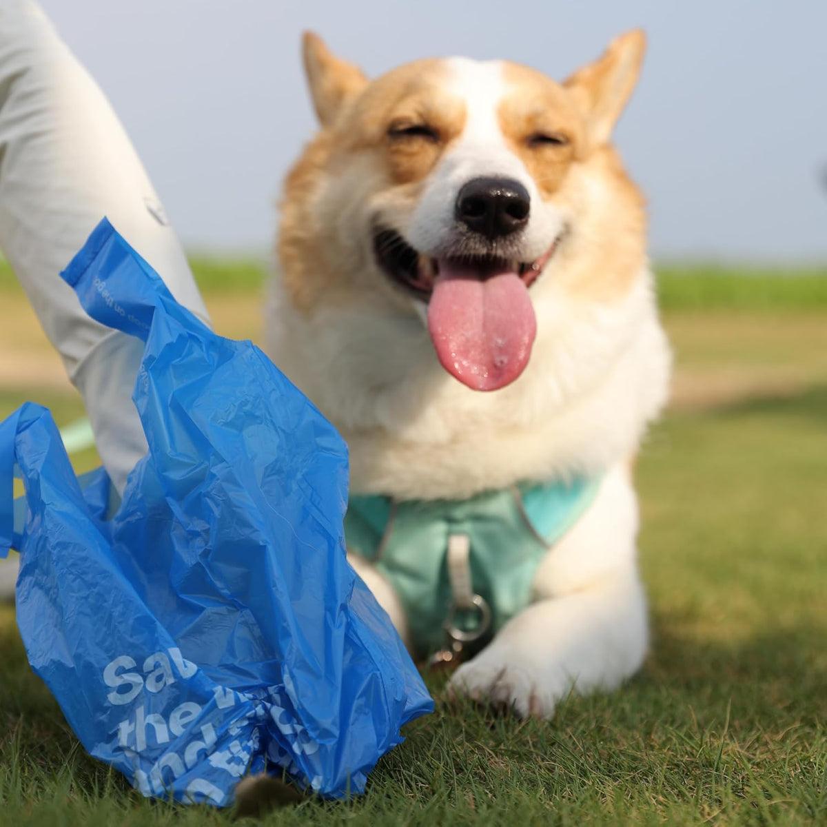 Dog lying on grass with a blue bag labeled 'Save the' in the foreground at Pet Servo