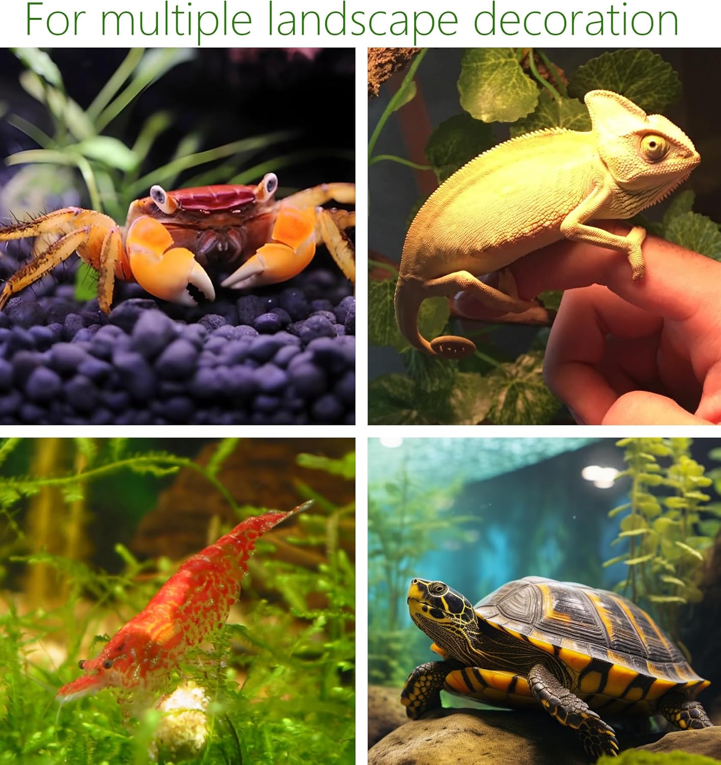 Collage of four images showing crabs, a chameleon, a fish, and a turtle in aquarium settings at Pet Servo