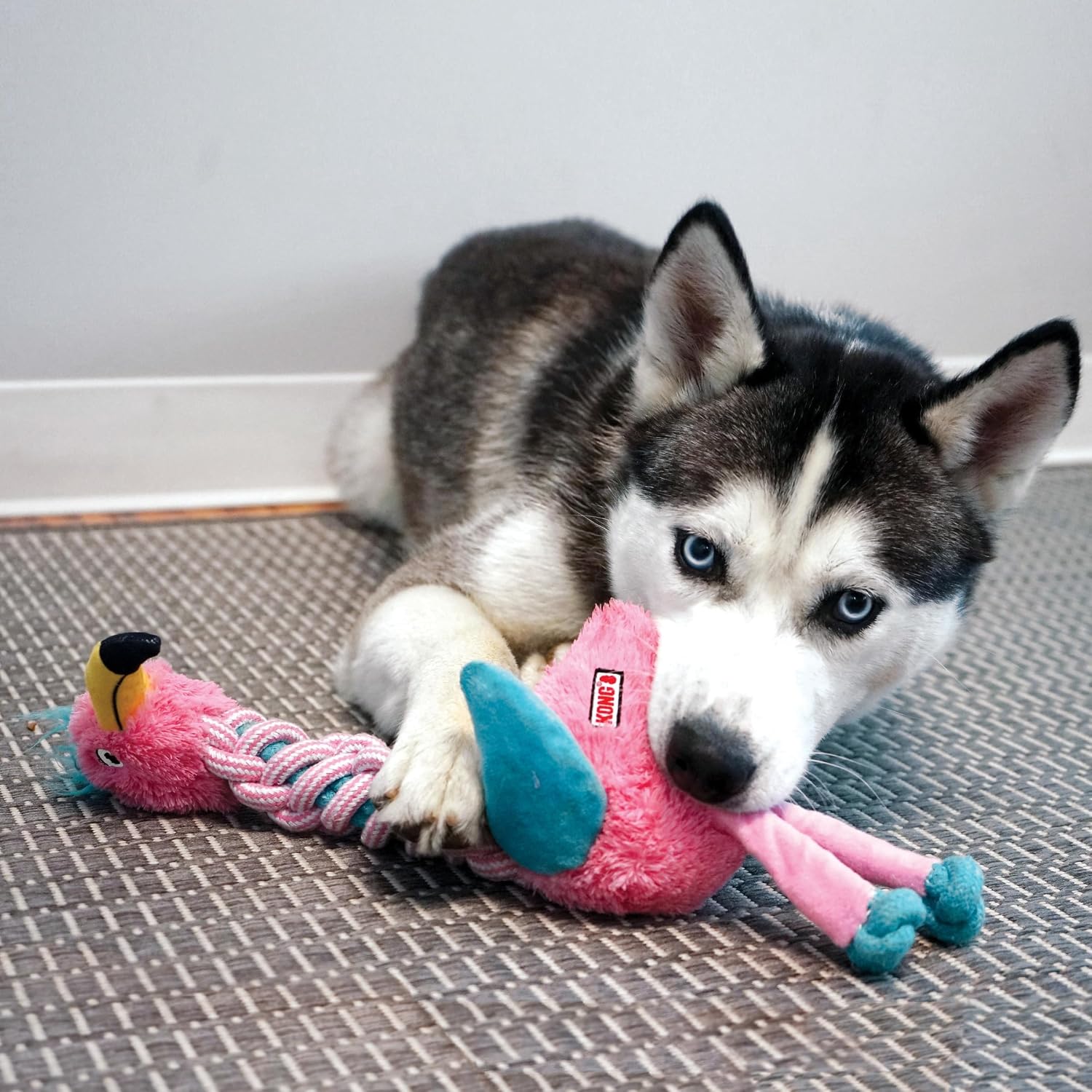 Husky dog playing with a pink toy on a mat at Pet Servo