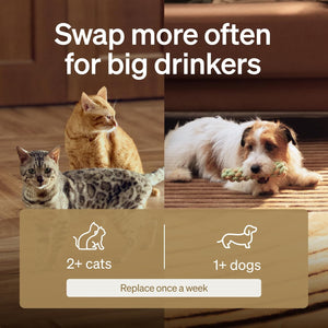 Two animals, a cat and a dog, with text and icons indicating pet care frequency.