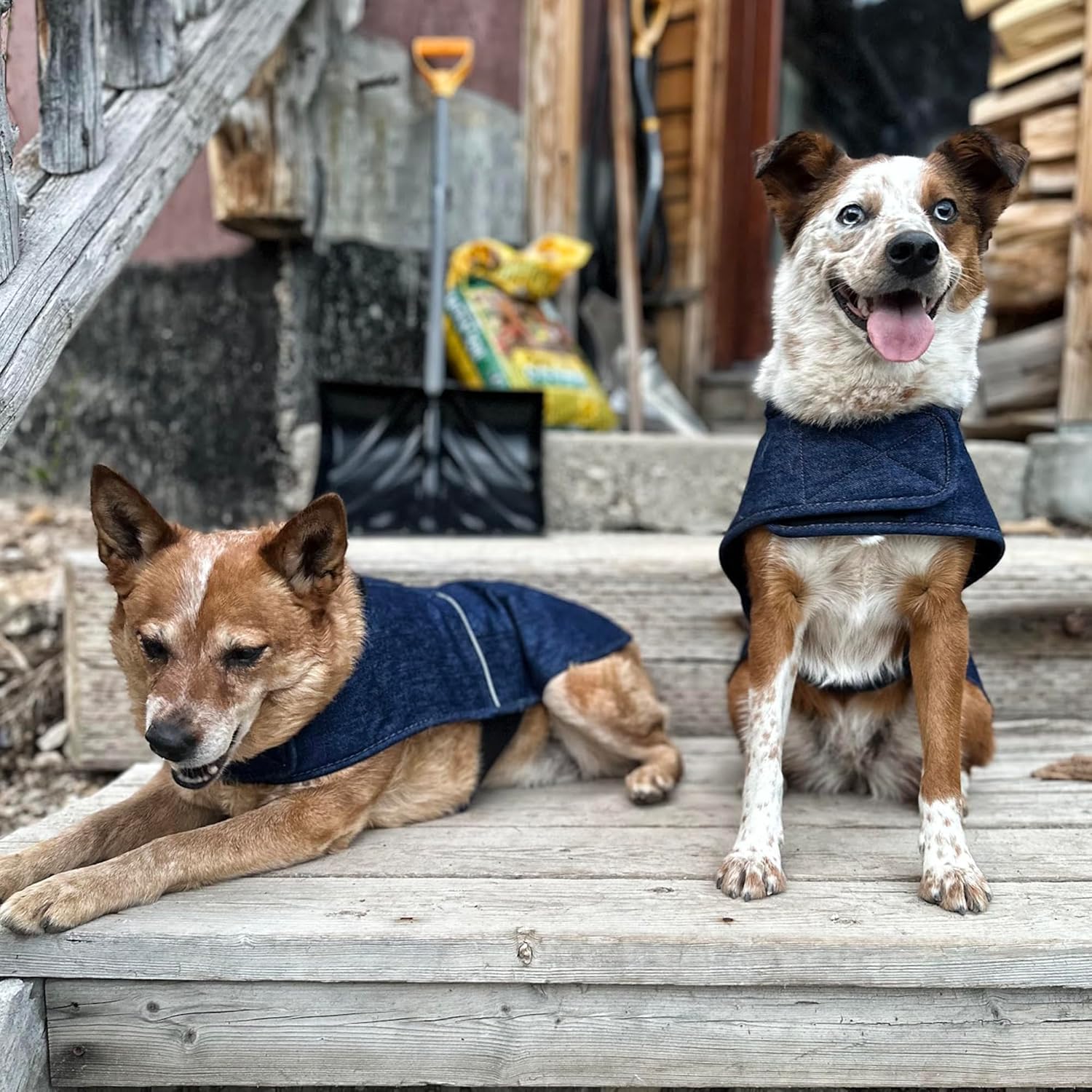CARHARTT - Denim Insulated Dog Coat for Cold Weather - Petservo