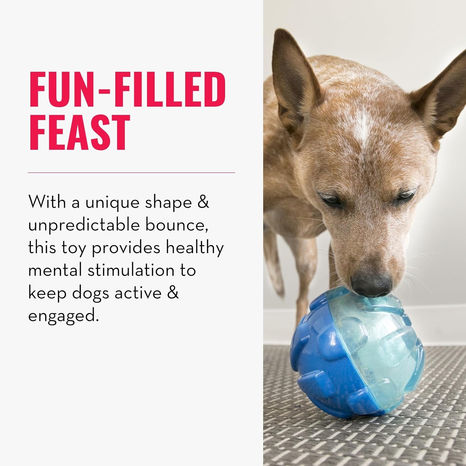 Dog playing with a blue and clear ball toy on a metal surface at Pet Servo