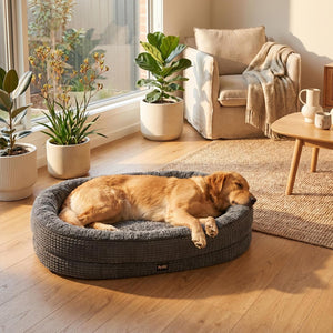 Dog resting on a gray pet bed in a cozy living room with plants and furniture at Pet Servo