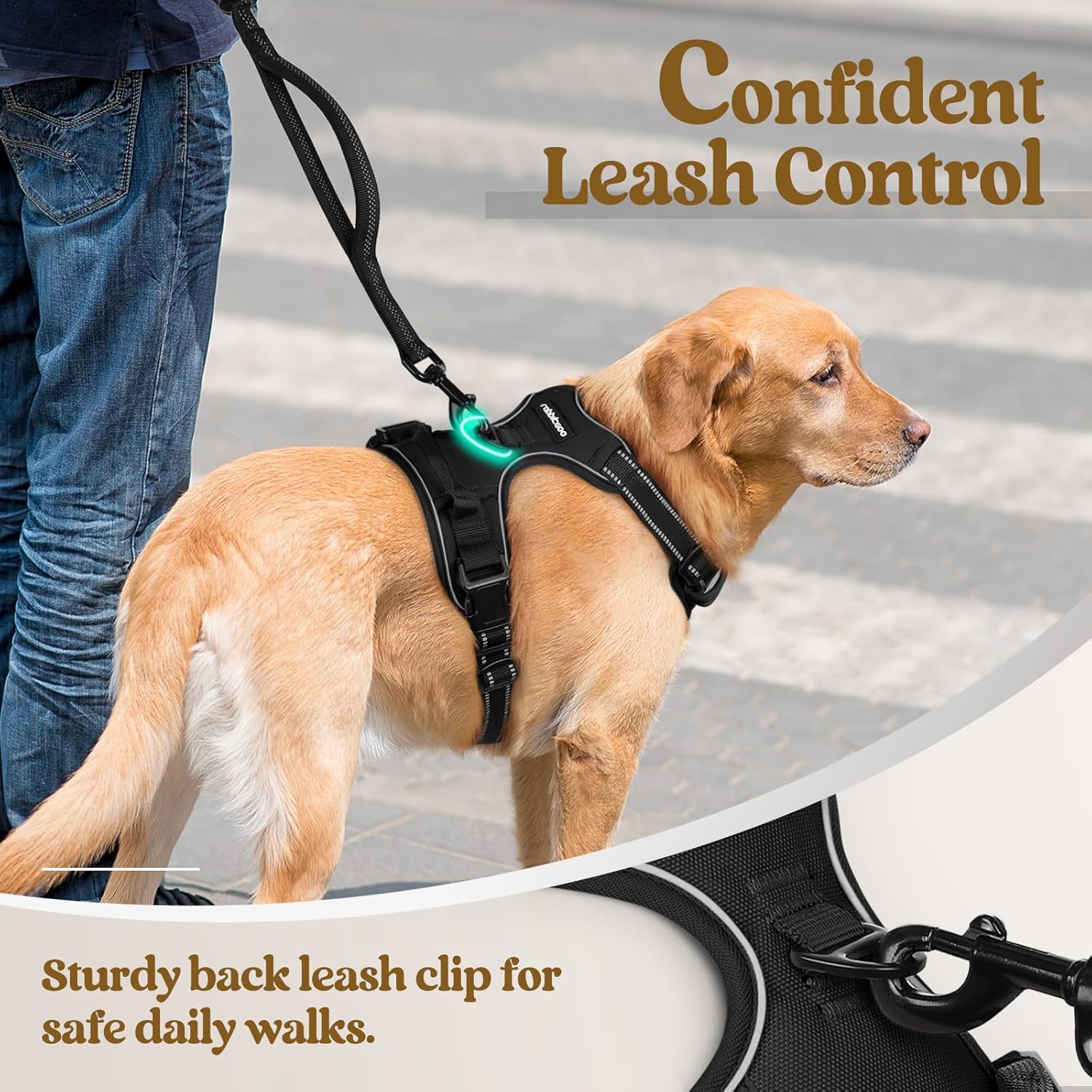 Dog wearing a harness with a leash, walking on a road at Pet Servo