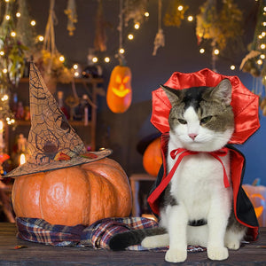 A white and gray cat wearing a red and black vampire cape sits next to an orange pumpkin wearing a witch hat, set against a cozy, decorated Halloween background with warm string lights.