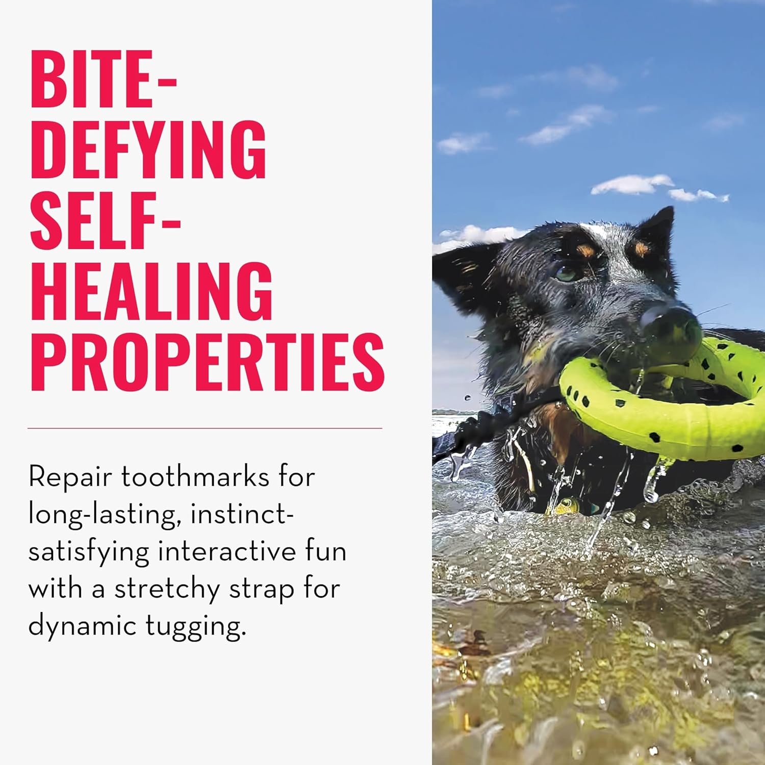 Dog playing with a green toy in water, with text about bite-defying self-healing properties at Pet Servo