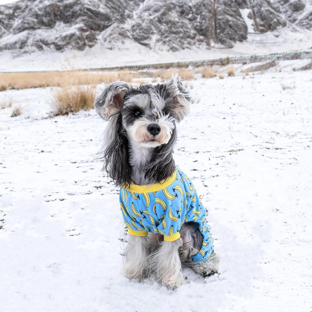 Dog wearing a blue and yellow outfit in a snowy landscape at Pet Servo