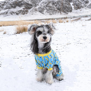 Dog wearing a blue and yellow outfit in a snowy landscape at Pet Servo