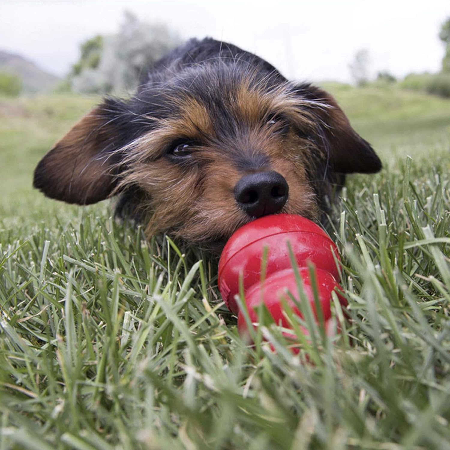 Dog playing with a red toy in the grass at Pet Servo