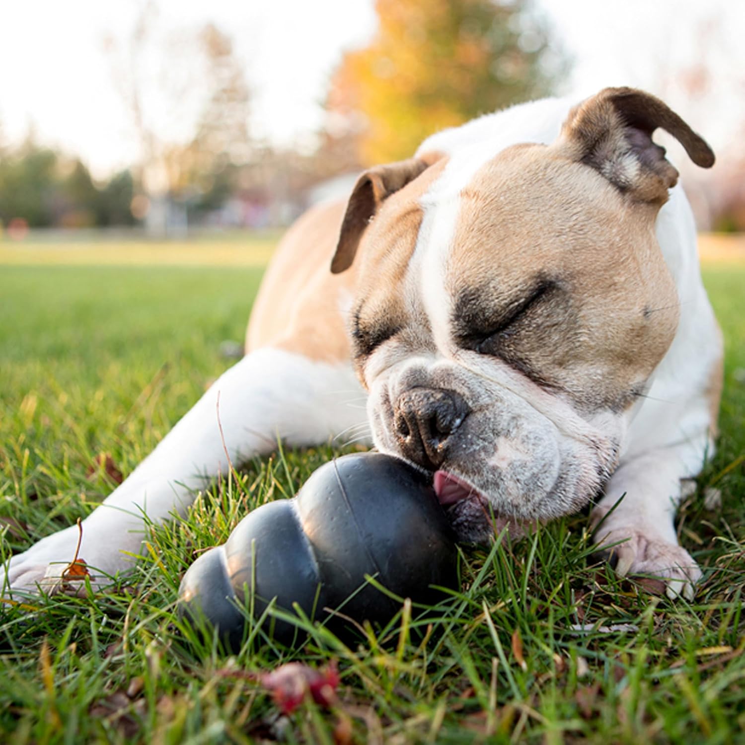 Dog playing with a ball on grass at Pet Servo