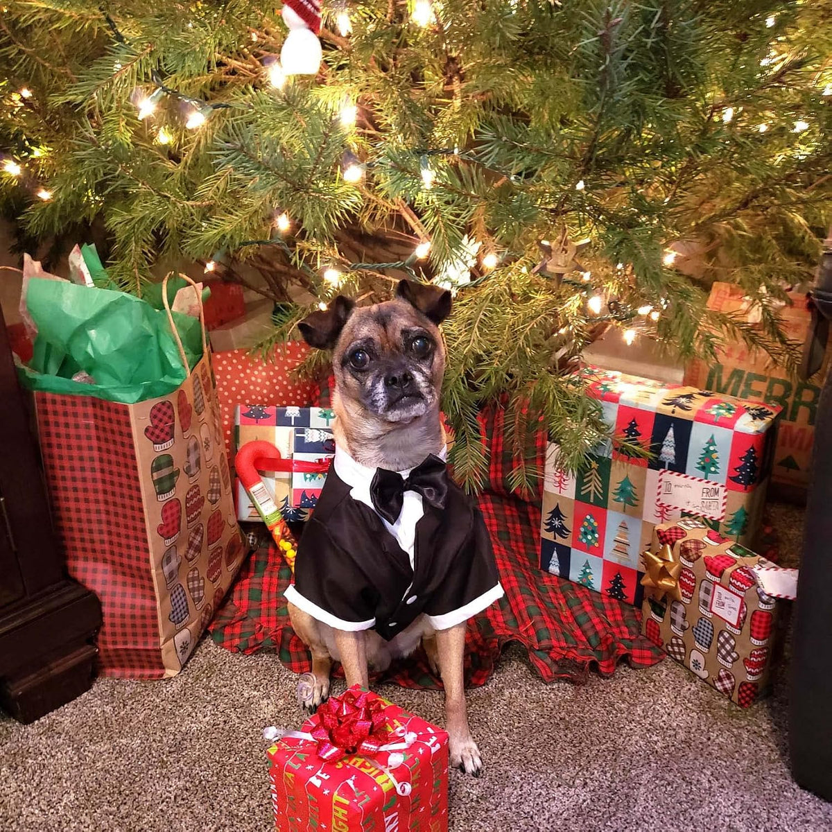 Dog in a tuxedo sitting under a Christmas tree with presents