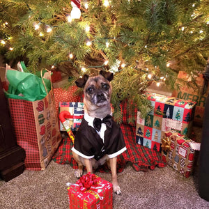 Dog in a tuxedo sitting under a Christmas tree with presents