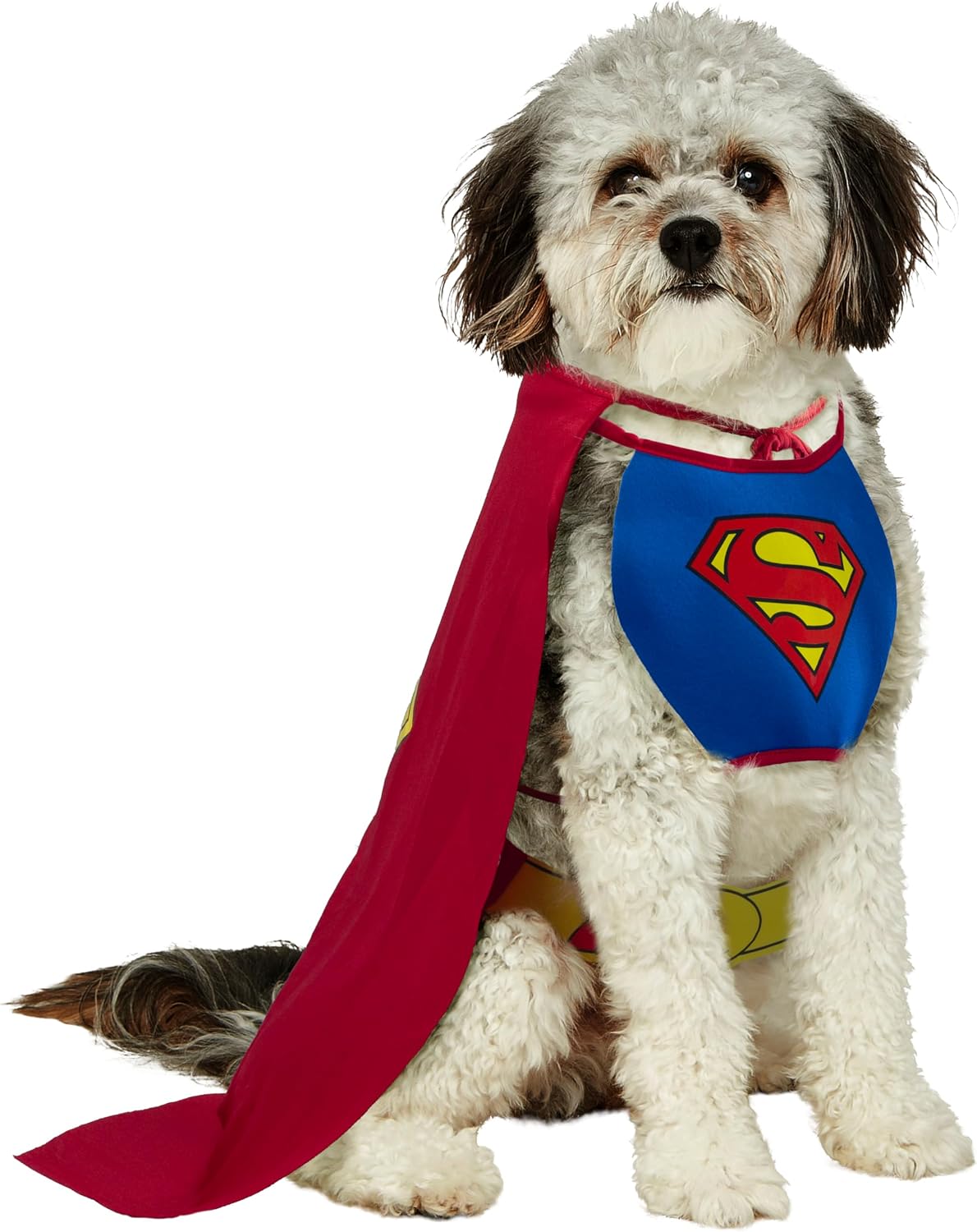 A small fluffy dog wearing a Superman costume, featuring a blue chest piece with the red and yellow S-shield logo and a long red cape, photographed against a plain white background at Pet Servo