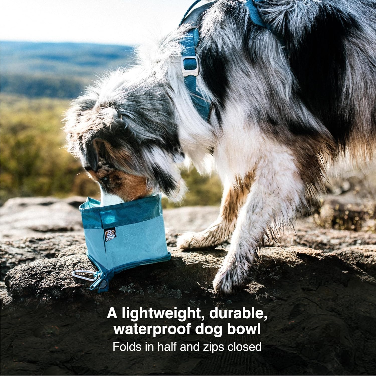 Dog drinking from a blue portable dog bowl on a rocky outdoor setting at Pet Servo