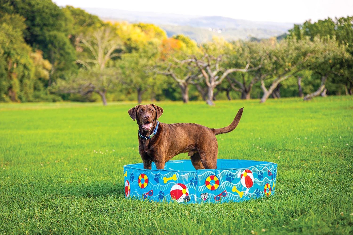 Dog standing in a colorful inflatable pool on a grassy field with trees in the background at Pet Servo