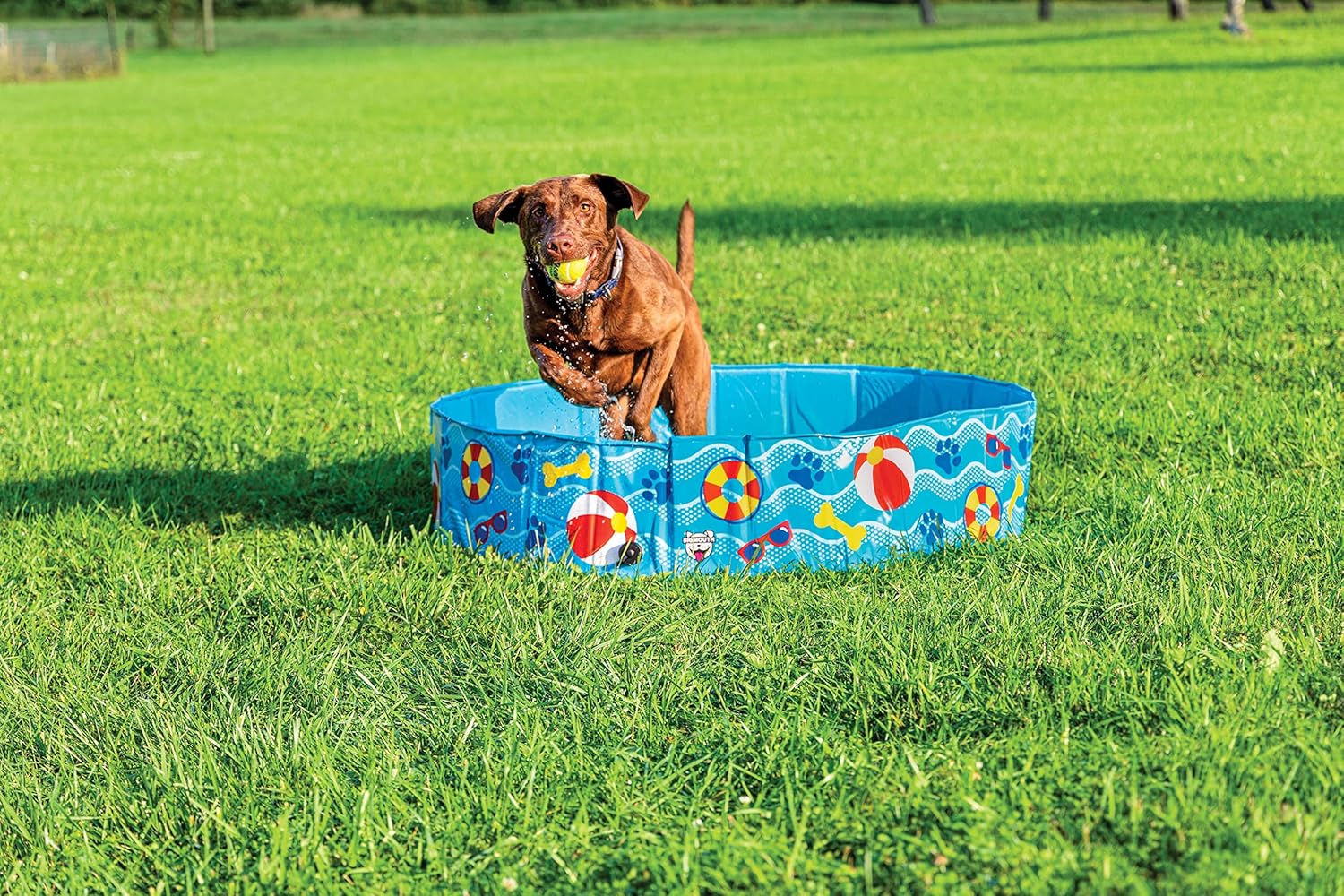Dog playing with a ball near a blue inflatable pool on grass at Pet Servo