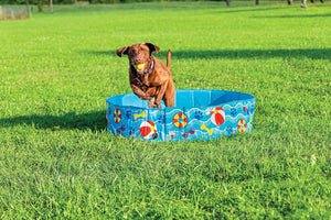 Dog playing with a ball near a blue inflatable pool on grass at Pet Servo