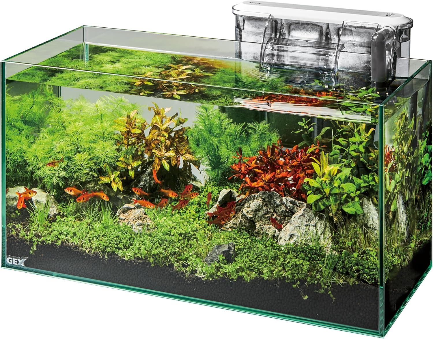 Fish tank with plants and fish on a white background at Pet Servo