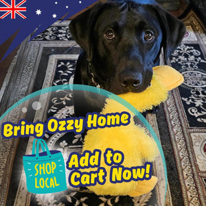 Dog holding a yellow toy with promotional text and an Australian flag in the corner at Pet Servo