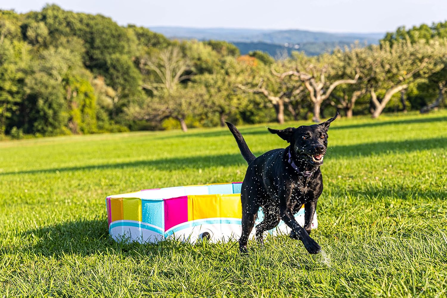 Black dog running on grass with a colorful box in the background at Pet Servo