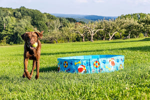 Dog running with a ball in a grassy field with a blue inflatable pool in the foreground at Pet Servo